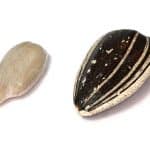 sunflower-seed-kernel