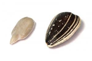 sunflower-seed-kernel