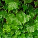 Is sweet potato leaves okay for pregnant women