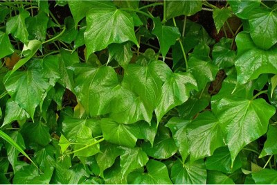 Is sweet potato leaves okay for pregnant women