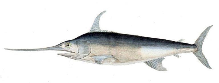 Why is eating swordfish dangerous for pregnant women