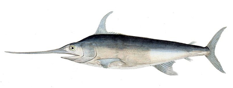 10 Everyday-Foods to Avoid to Protect your Baby in First Trimester Why is eating swordfish dangerous for pregnant women