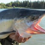Why should I avoid tilefish during pregnancy