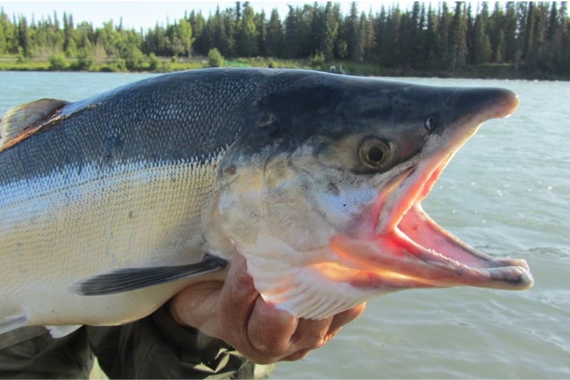 10 Everyday-Foods to Avoid to Protect your Baby in First Trimester Why should I avoid tilefish during pregnancy