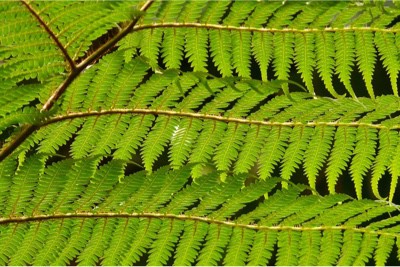 Can I have Tree fern during pregnancy