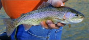 What are the benefits of having trout during pregnancy