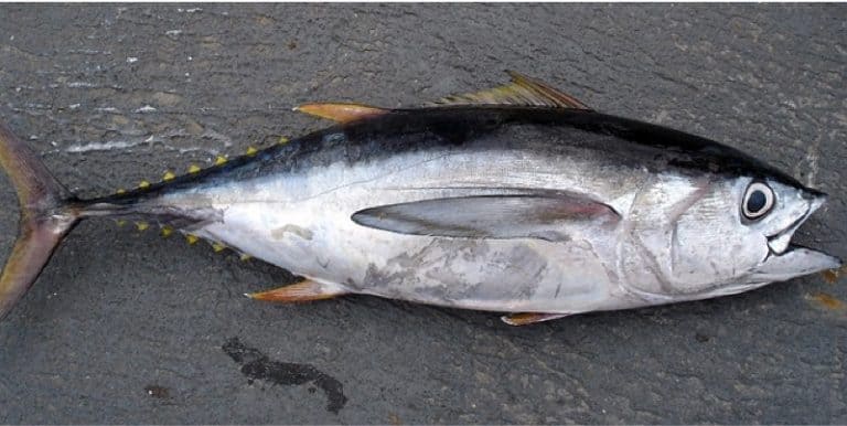 What precautions should pregnant women take before eating tuna