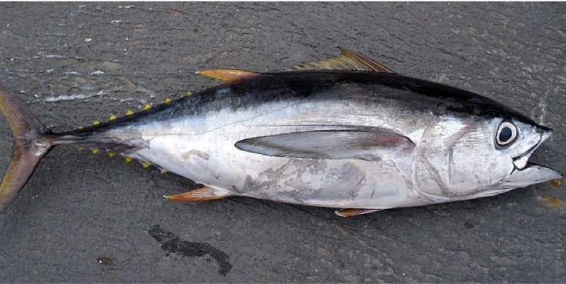10 Everyday-Foods to Avoid to Protect your Baby in First Trimester What precautions should pregnant women take before eating tuna