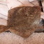Why should I limit my intake of turbot fish during pregnancy