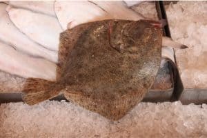 Why should I limit my intake of turbot fish during pregnancy