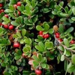 Bearberry