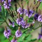 Verbena