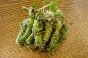 Is wasabi root okay for pregnant women