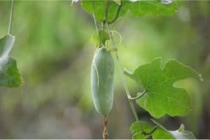 What caution should I take with eating waxgourd when pregnant