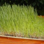 Can pregnant women have wheatgrass juice safely?