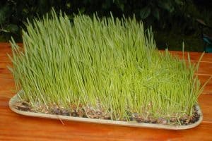Can pregnant women have wheatgrass juice safely?