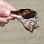 Can I have whelk during pregnancy