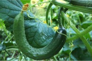 What benefits does the white-flowered gourd give during pregnancy