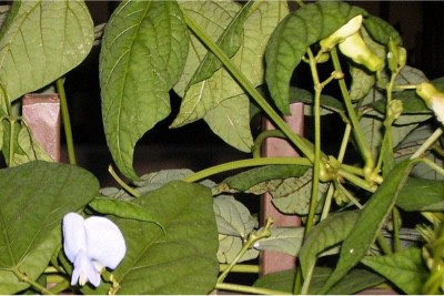 Why is it not okay for pregnant women to consume too much winged bean leaves