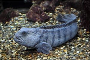 Do I need to be cautious while having wolffish during pregnancy