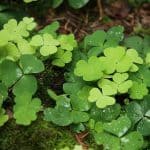 Oxalis
